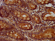 IHC image of CSB-PA004854LA01HU diluted at 1:400 and staining in paraffin-embedded human small intestine tissue performed on a Leica BondTM system. After dewaxing and hydration, antigen retrieval was mediated by high pressure in a citrate buffer (...