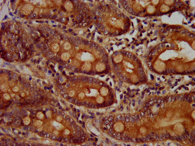 IHC image of CSB-PA004854LA01HU diluted at 1:400 and staining in paraffin-embedded human small intestine tissue performed on a Leica BondTM system. After dewaxing and hydration, antigen retrieval was mediated by high pressure in a citrate buffer (...