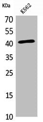 Western Blot analysis of K562 cells using L-Selectin Polyclonal Antibody