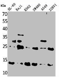 Western Blot analysis of HL-60 Raji K562 SW480 A549 22RV-1 cells using TRP14 Polyclonal Antibody