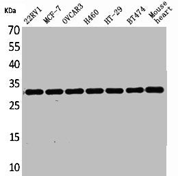 Western Blot analysis of 22RV-1 MCF7 OVCAR3 H460 HT29 BT474 mouse heart cells using Latexin Polyclonal Antibody