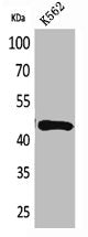 Western Blot analysis of K562 cells using DR3 Polyclonal Antibody