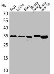 Western Blot analysis of Raji BT474 K562 mouse heart mouse skeletal muscle cells using Claudin-17 Polyclonal Antibody