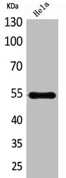 Western Blot analysis of HeLa cells using HSPBAP1 Polyclonal Antibody