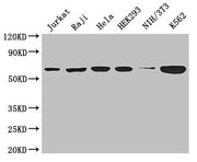 Western Blot Positive WB detected in: Jurkat whole cell lysate, Raji whole cell lysate, Hela whole cell lysate, HEK293 whole cell lysate, NIH/3T3 whole cell lysate, K562 whole cell lysate All lanes: CCT8 antibody at 3µg/ml Secondary Goat polyclona...