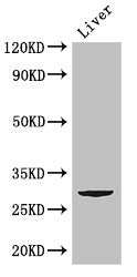 Western Blot Positive WB detected in: Mouse liver tissue All lanes: CD151 antibody at 2.8ug/ml Secondary Goat polyclonal to rabbit IgG at 1/50000 dilution Predicted band size: 29 kDa Observed band size: 29 kDa