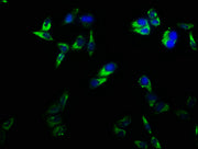 Immunofluorescence staining of Hela cells with CSB-PA004894LA01HU at 1:166, counter-stained with DAPI. The cells were fixed in 4% formaldehyde, permeabilized using 0.2% Triton X-100 and blocked in 10% normal Goat Serum. The cells were then incubat...