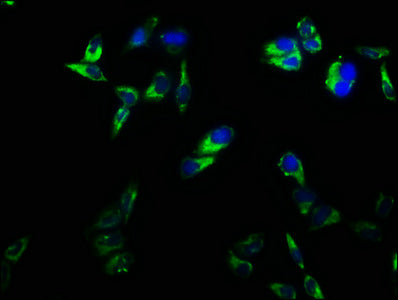 Immunofluorescence staining of Hela cells with CSB-PA004894LA01HU at 1:166, counter-stained with DAPI. The cells were fixed in 4% formaldehyde, permeabilized using 0.2% Triton X-100 and blocked in 10% normal Goat Serum. The cells were then incubat...