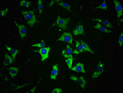 Immunofluorescence staining of SH-SY5Y cells with CSB-PA004895EA01HU at 1:100, counter-stained with DAPI. The cells were fixed in 4% formaldehyde, permeabilized using 0.2% Triton X-100 and blocked in 10% normal Goat Serum. The cells were then incu...