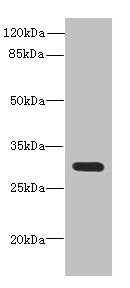 Western blot All lanes: CD200antibody at 0.71ug/ml + Mouse kidney tissue Secondary Goat polyclonal to rabbit IgG at 1/10000 dilution Predicted band size: 32, 31, 33 kDa Observed band size: 32 kDa