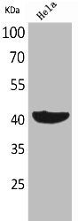 Western Blot analysis of HeLa cells using Cyclophilin D Polyclonal Antibody