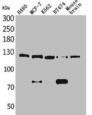 Western Blot analysis of H460 MCF7 K562 BT474 mouse brain cells using CD56 Polyclonal Antibody