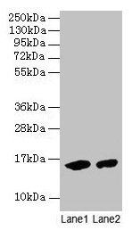 Western blot All lanes: Mouse Hemoglobin antibody at 2µg/ml Lane 1: Mouse serum at 1: 100 Lane 2: Mouse serum at 1: 1000 Secondary Goat polyclonal to rabbit IgG at 1/15000 dilution Predicted band size: 16 kDa Observed band size: 16 kDa