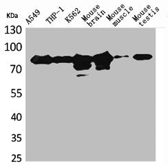 Western Blot analysis of A549 THP-1 K562 mouse brain mouse skeletal muscle mouse testis cells using PKC γ Polyclonal Antibody