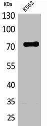 Western Blot analysis of K562 cells using FAF1 Polyclonal Antibody