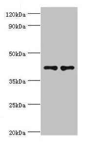 Western blot All lanes: CD33 antibody at 8µg/ml Lane 1: K562 whole cell lysate Lane 2: HepG2 whole cell lysate Secondary Goat polyclonal to rabbit IgG at 1/10000 dilution Predicted band size: 40, 34, 26 kDa Observed band size: 40 kDa