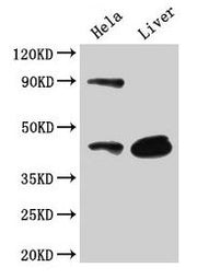Western Blot Positive WB detected in: Hela whole cell lysate, Mouse liver tissue All lanes: CD46 antibody at 3µg/ml Secondary Goat polyclonal to rabbit IgG at 1/50000 dilution Predicted band size: 44, 45, 43, 41, 42, 40, 37 kDa Observed band size:...