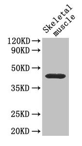 Western Blot Positive WB detected in: Mouse skeletal muscle tissue All lanes: Cd46 antibody at 4µg/ml Secondary Goat polyclonal to rabbit IgG at 1/50000 dilution Predicted band size: 41, 34 kDa Observed band size: 41 kDa