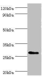 Western blot All lanes: CD48 antigen antibody at 7ug/ml + Mouse thymus tissue Secondary Goat polyclonal to rabbit IgG at 1/10000 dilution Predicted band size: 28, 20 kDa Observed band size: 28 kDa