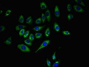 Immunofluorescent analysis of A549 cells using CSB-PA004942LA01HU at dilution of 1:100 and Alexa Fluor 488-congugated AffiniPure Goat Anti-Rabbit IgG(H+L)
