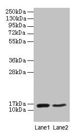 Western blot All lanes: CD59 antibody at 2µg/ml Lane 1: Mouse heart tissue Lane 2: NIH/3T3 whole cell lysate Secondary Goat polyclonal to rabbit IgG at 1/10000 dilution Predicted band size: 15 kDa Observed band size: 15 kDa