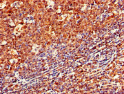 Immunohistochemistry of paraffin-embedded human tonsil tissue using CSB-PA004957LA01HU at dilution of 1:100