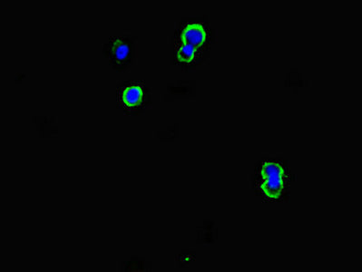 Immunofluorescent analysis of MCF-7 cells using CSB-PA004958LA01HU at dilution of 1:100 and Alexa Fluor 488-congugated AffiniPure Goat Anti-Rabbit IgG(H+L)