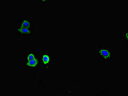 Immunofluorescent analysis of HepG2 cells using CSB-PA004962LA01HU at dilution of 1:100 and Alexa Fluor 488-congugated AffiniPure Goat Anti-Rabbit IgG(H+L)