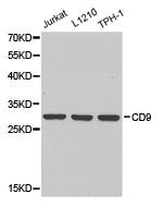 Western blot analysis of extracts of various cell lines, using CD9 antibody.