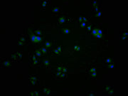 Immunofluorescence staining of A549 cells with CSB-PA004969LA11HU at 1:100, counter-stained with DAPI. The cells were blocked in 10% normal Goat Serum and incubated with the antibody overnight at 4°C. The secondary antibody was Alexa Fluor 488-con...