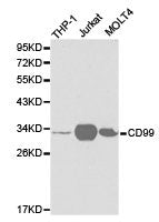 Western blot analysis of extracts of various cell lines, using CD99 antibody.