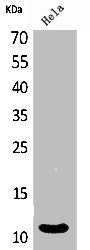 Western Blot analysis of HeLa cells using IL-8 Polyclonal Antibody
