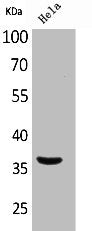 Western Blot analysis of HeLa cells using Mcl-1 Polyclonal Antibody