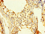 Immunohistochemistry of paraffin-embedded human testis tissue using CSB-PA004996LA01HU at dilution of 1:100