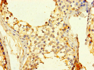 Immunohistochemistry of paraffin-embedded human testis tissue using CSB-PA004996LA01HU at dilution of 1:100