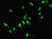 Immunofluorescent analysis of Hela cells using CSB-PA004999LA01HU at dilution of 1:100 and Alexa Fluor 488-congugated AffiniPure Goat Anti-Rabbit IgG(H+L)