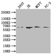 Western blot All lanes: CDC45 antibody at 0.3ug/ml Lane 1: K562 whole cell lysate Lane 2: 293T whole cell lysate Lane 3: Hela whole cell lysate Lane 4: Jurkat whole cell lysate Secondary Goat polyclonal to rabbit IgG at 1/10000 dilution Predicted...