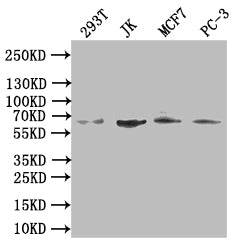 Western blot All lanes: CDC45 antibody at 0.3ug/ml Lane 1: K562 whole cell lysate Lane 2: 293T whole cell lysate Lane 3: Hela whole cell lysate Lane 4: Jurkat whole cell lysate Secondary Goat polyclonal to rabbit IgG at 1/10000 dilution Predicted...