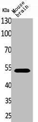 Western Blot analysis of mouse brain cells using CPE Polyclonal Antibody