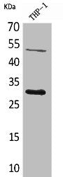 Western Blot analysis of THP-1 cells using FGF-23 Polyclonal Antibody
