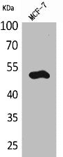 Western Blot analysis of MCF7 cells using Cytokeratin 14 Polyclonal Antibody