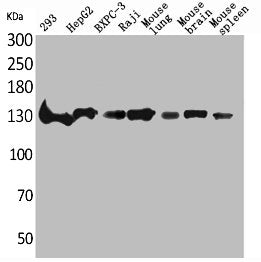 Western Blot analysis of 293 HepG2 BXPC-3 Raji mouse lung mouse brain mouse spleen cells using IL-16 Polyclonal Antibody