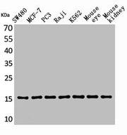 Western Blot analysis of SW480 MCF7 PC-3 Raji K562 mouse eye mouse kidney cells using MK Polyclonal Antibody