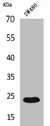 Western Blot analysis of SW480 cells using FGF-9 Polyclonal Antibody