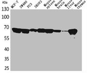 Western Blot analysis of MCF7 SW480 PC-3 SKOV3 mouse spleen mouse brain mouse liver mouse thymus cells using Lamin B1 Polyclonal Antibody