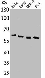 Western Blot analysis of HeLa K562 MCF7 PC-3 cells using p63 Polyclonal Antibody