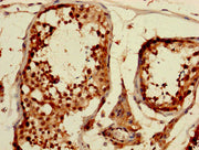 IHC image of CSB-PA005086DA01HU diluted at 1:1200 and staining in paraffin-embedded human testis tissue performed on a Leica BondTM system. After dewaxing and hydration, antigen retrieval was mediated by high pressure in a citrate buffer (pH 6.0)....