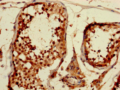 IHC image of CSB-PA005086DA01HU diluted at 1:1200 and staining in paraffin-embedded human testis tissue performed on a Leica BondTM system. After dewaxing and hydration, antigen retrieval was mediated by high pressure in a citrate buffer (pH 6.0)....