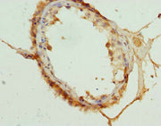 Immunohistochemistry of paraffin-embedded human testis tissue using CSB-PA005095DSR1HU at dilution of 1:100
