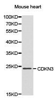 Western blot analysis of extracts of mouse heart cell line, using CDKN3 antibody.